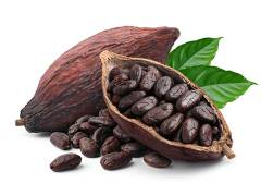 Cocoa Beans